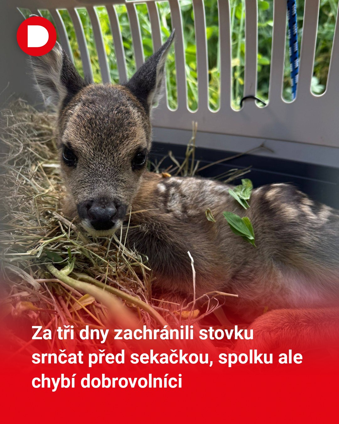 Stop sečení srnčat - Plzeňsko hledá dobrovolníky. Každý se může zapojit 💚